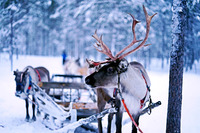 Jouluna moni suomalainen olisi mieluiten mökillä tai jossain kaukana, kauna joulustressistä...