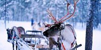 Lapissa on talvisin enemmän lunta